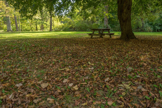 公园里的长凳 落叶满地