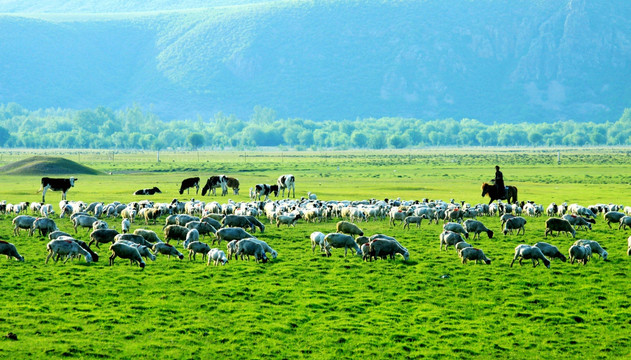 夏季湿地草原羊群