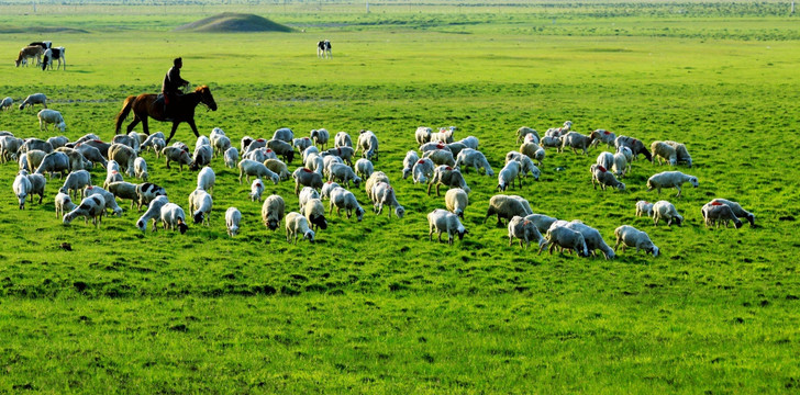 夏季草原骑马放羊