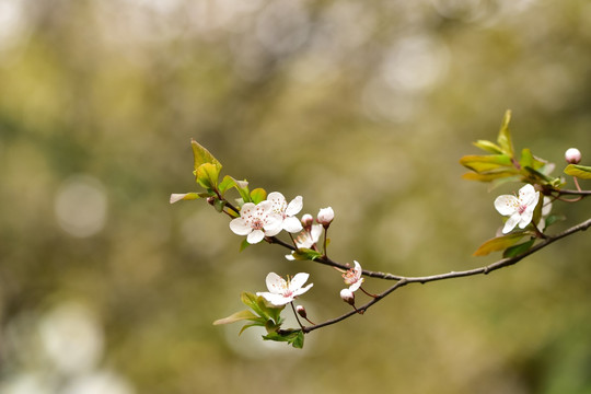 白色紫叶李花