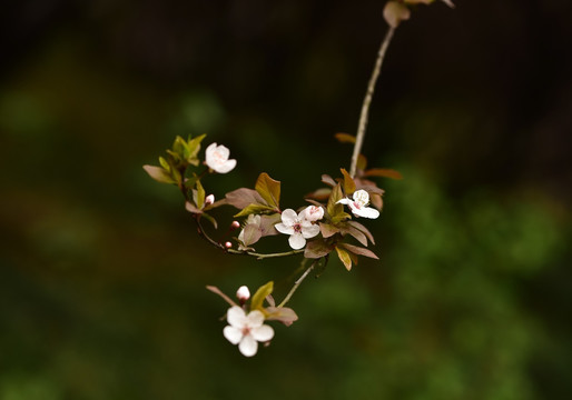 紫叶李