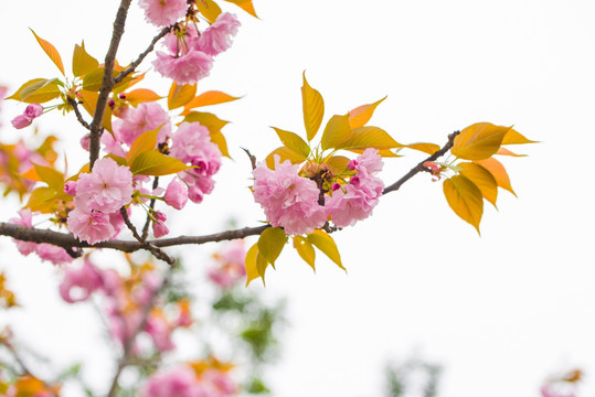 樱花