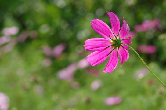 格桑花