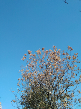 藍天