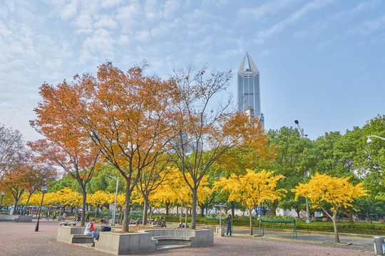 上海街景 银杏树 高清大图