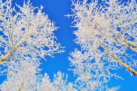 冰雪世界 阳光 白雪 树木