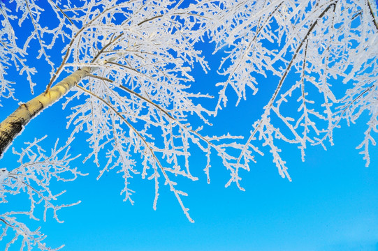 冰雪世界 阳光 白雪 树木