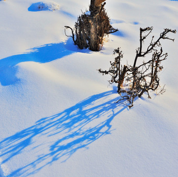 冰雪世界 阳光 白雪 树木