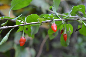 野生枸杞