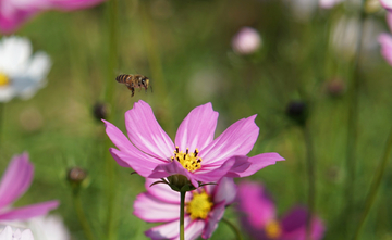 蜜蜂 格桑花 蜜蜂采蜜