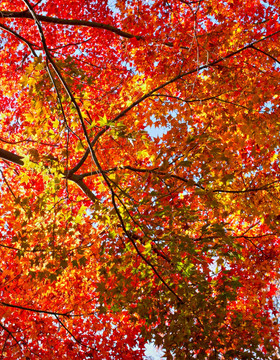 红枫叶素材 秋天树林