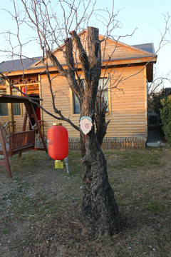 百年枣树