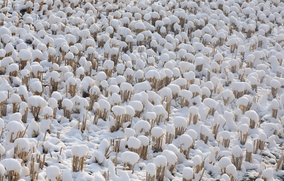 雪