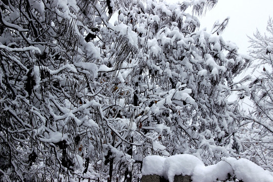 雪景