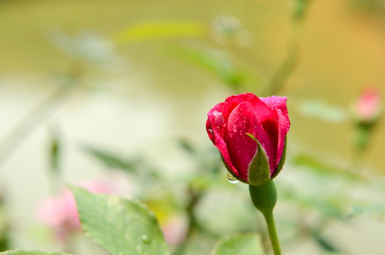 玫瑰花蕊 含苞待放