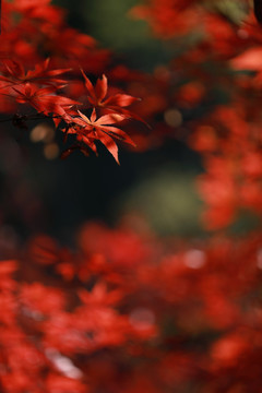 红枫叶