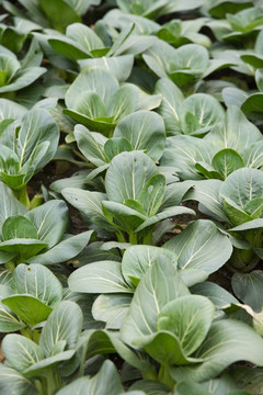 青菜 白菜 小青菜 农家小院