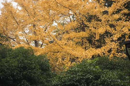 秋黄 秋天 金黄银杏