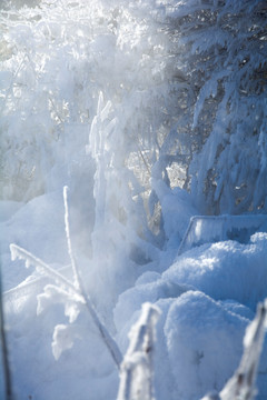 玉树雪松