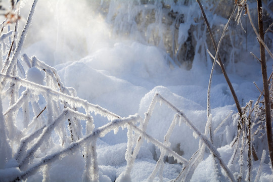 玉树雪松