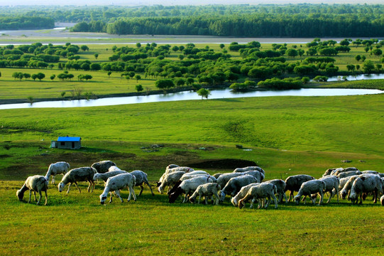 湿地草原牧场羊群