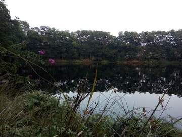 湖畔绿树杂草风景