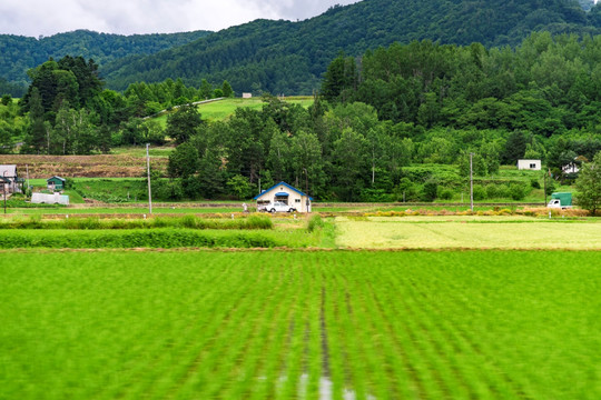 北海道农田