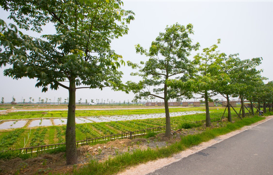 路邊綠化