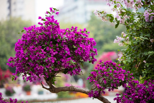 柳州市首届三角花展美图