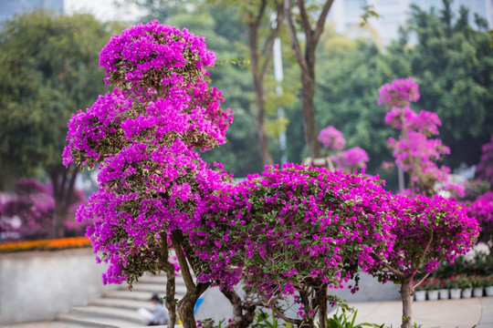 柳州市首届三角花展美图