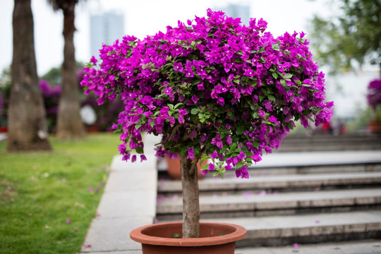 柳州市首届三角花展美图