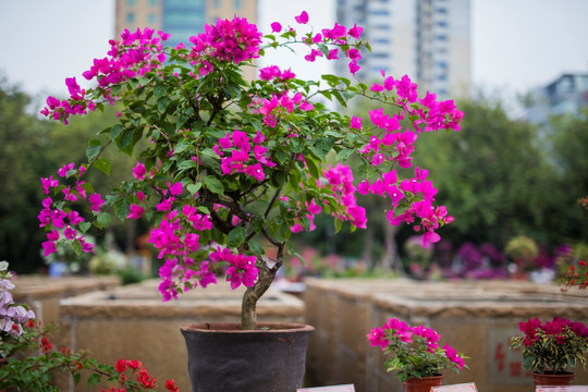 柳州市首届三角花展美图