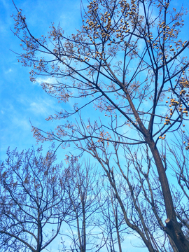 树木蓝天
