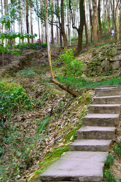 森林公园 阶梯 石板路