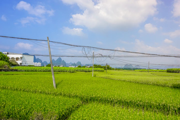 田园风光水稻田