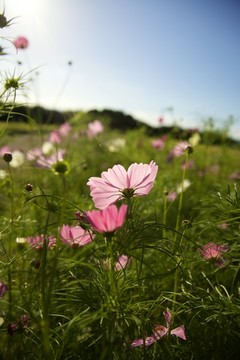 波斯菊