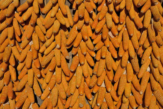 玉米串