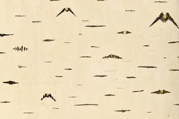 白樺樹皮