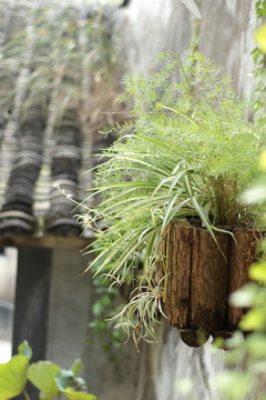 花草 吊兰 植物