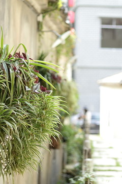 花草 吊兰 植物 园艺 园林