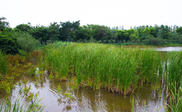 十里莲江 湿地公园