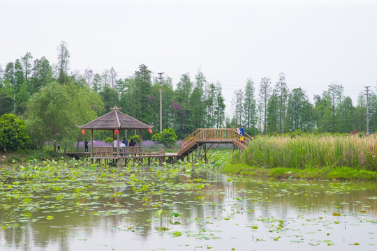 十里莲江 湿地公园