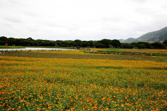 花田 花海 黄色 湖畔