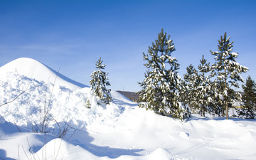 寒冬雪松