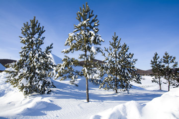 寒冬雪松