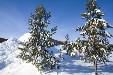 寒冬雪松