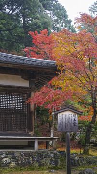 日本红叶