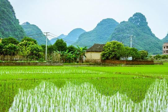 田园春色