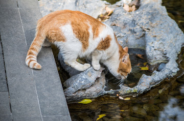 喝水的猫