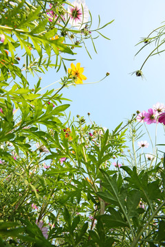 美丽格桑花